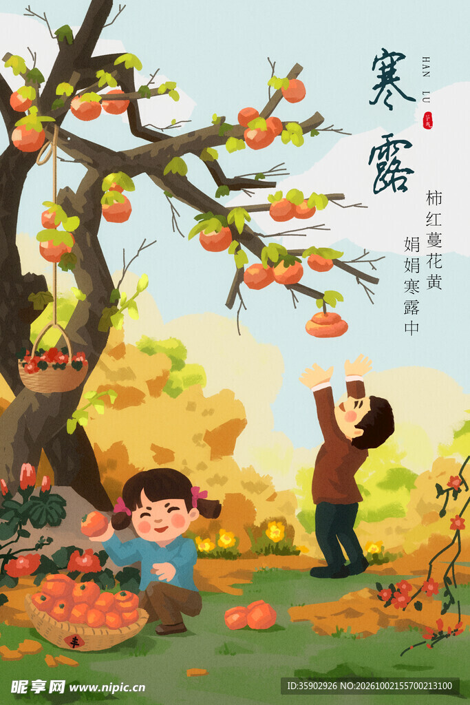 寒露摘柿子民俗插画