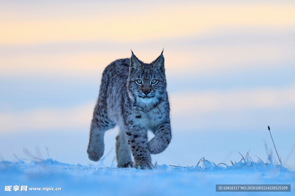 雪地猞猁