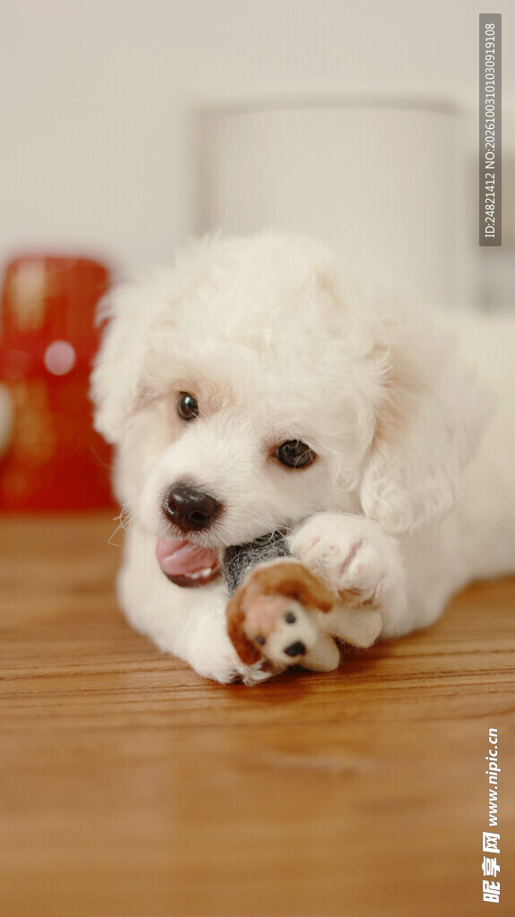 软萌比熊犬玩玩具