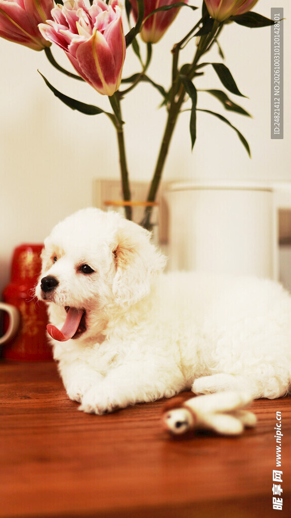 打哈欠的白色比熊幼犬