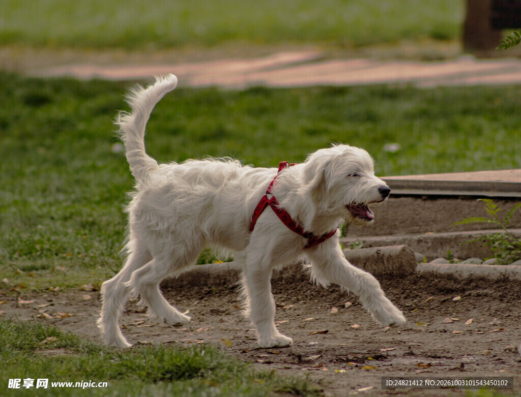 户外奔跑的白色宠物犬