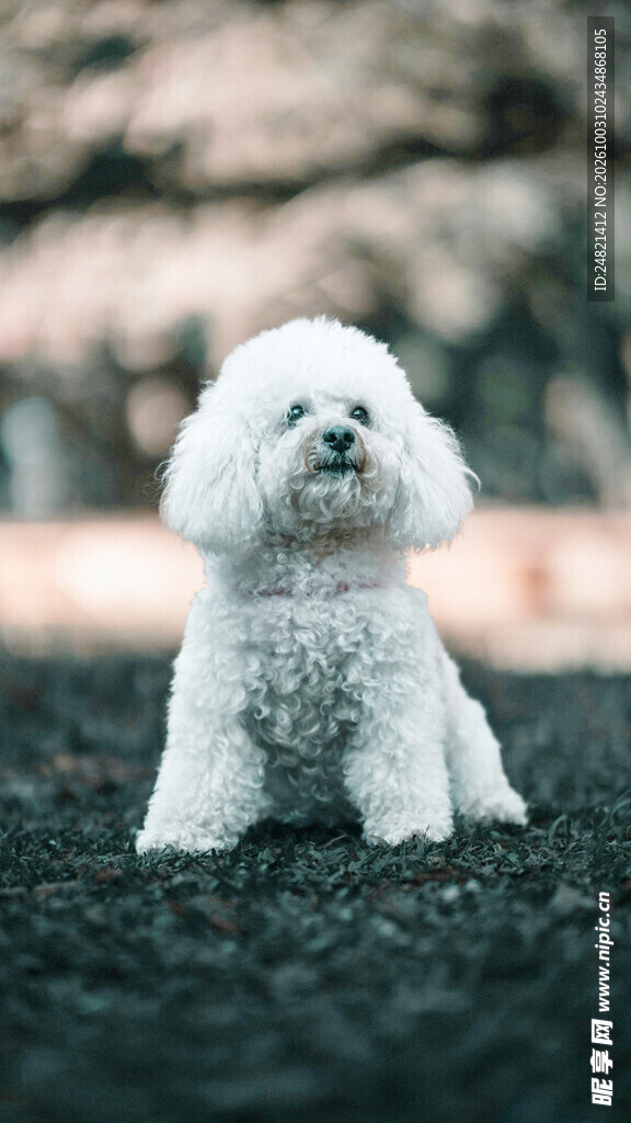 户外可爱白色比熊犬