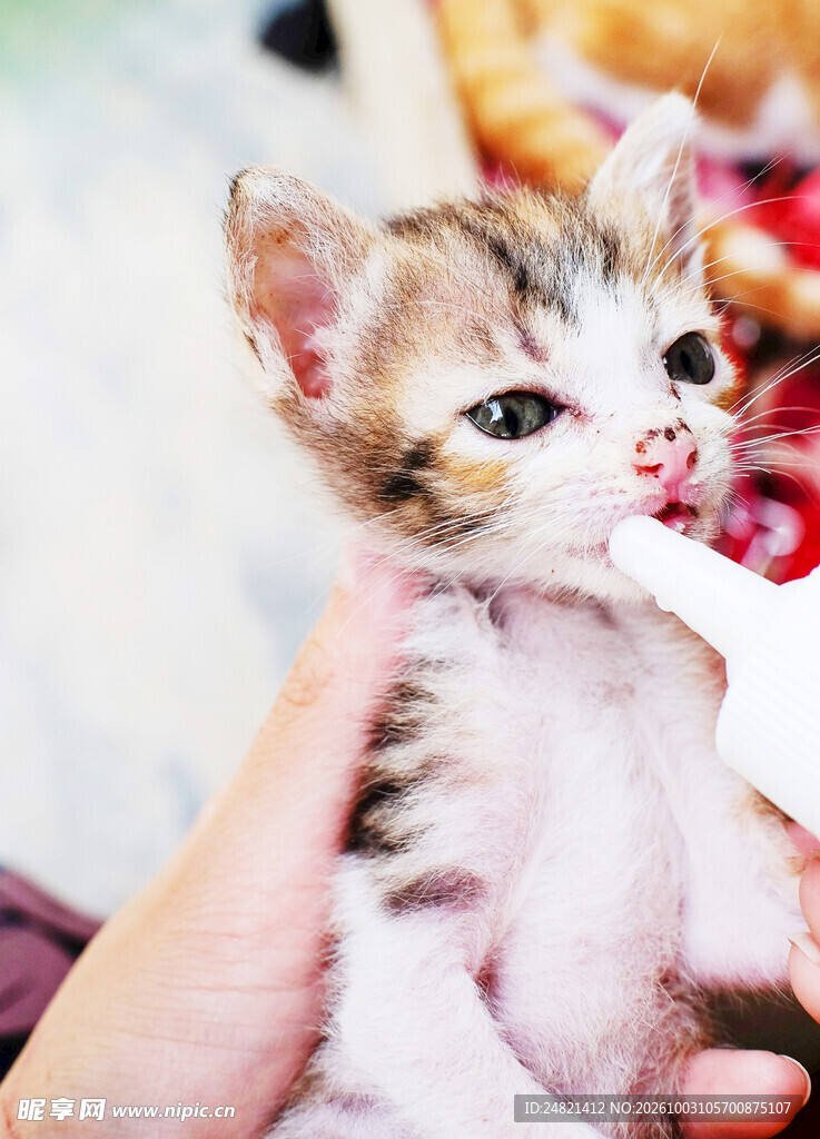 手捧可爱小奶猫