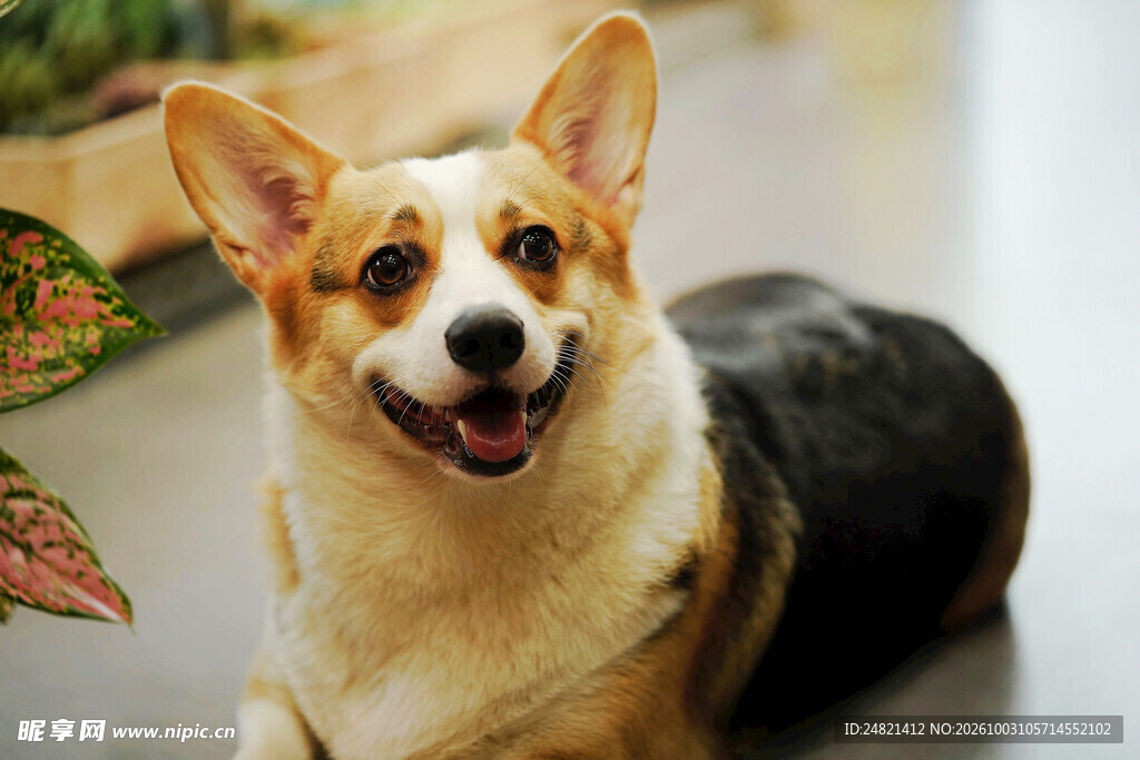 微笑的可爱柯基犬