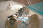 猫群吃食