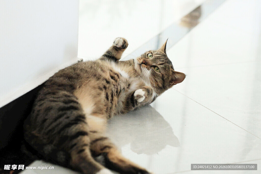 躺卧晒太阳的虎斑猫