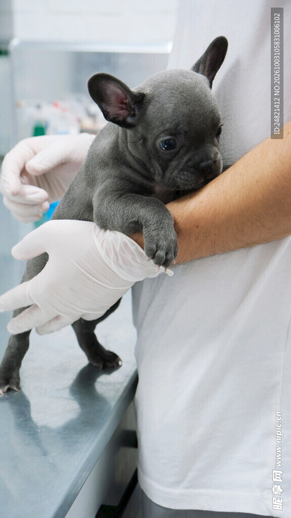 兽医怀抱法斗幼犬