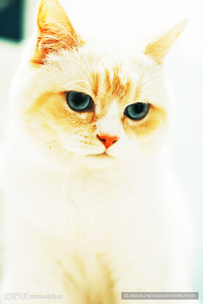 蓝眼萌宠猫咪特写