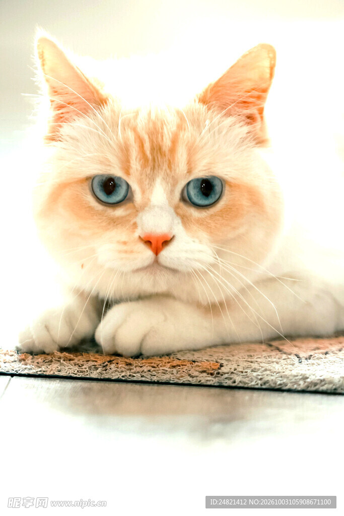 蓝眼软萌橘猫手绘插画