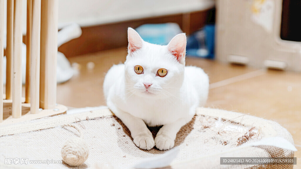 软萌白色居家猫咪