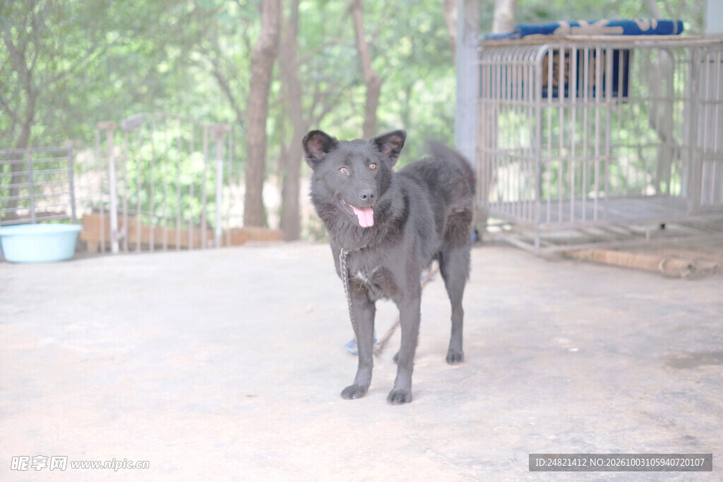 庭院里的黑犬