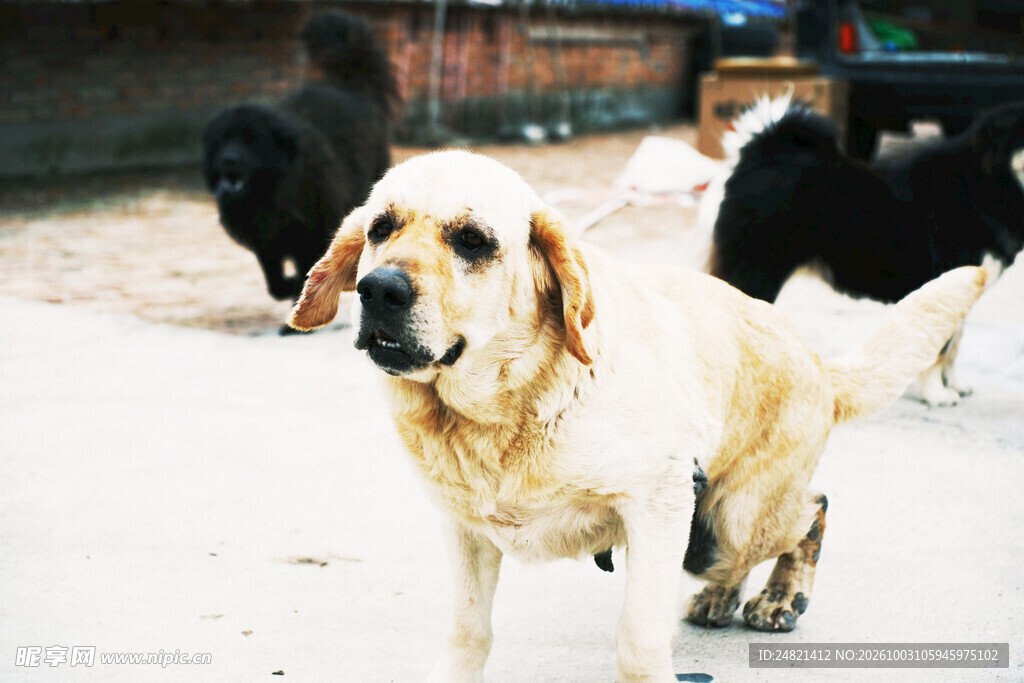 雪地中的金毛犬