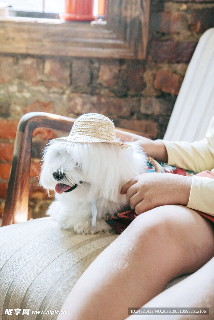 居家休闲的白色萌犬