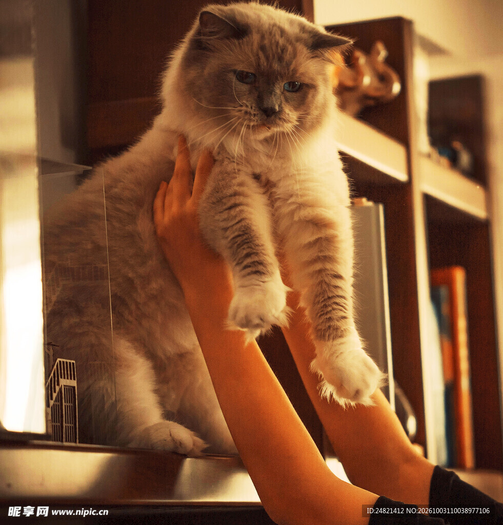 暖光下托举折耳猫咪