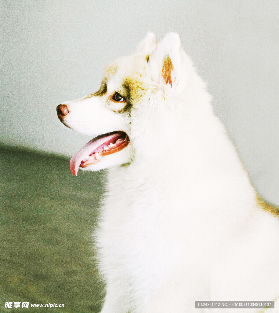 可爱长毛宠物犬