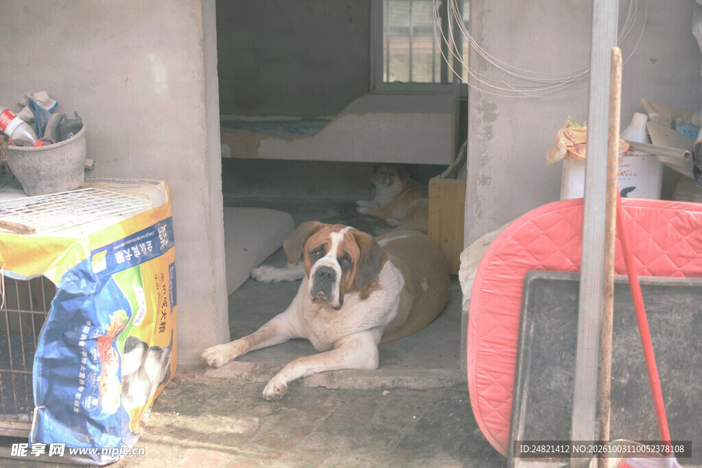 门后休憩的圣伯纳犬