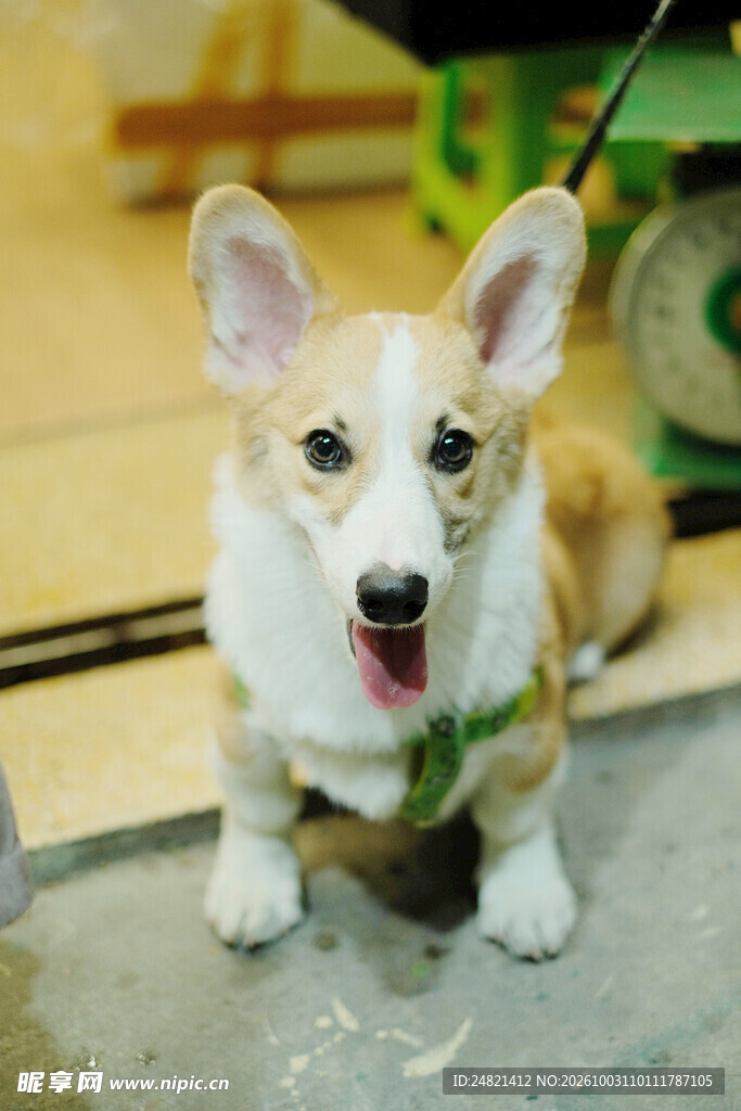 开心的黄白柯基犬