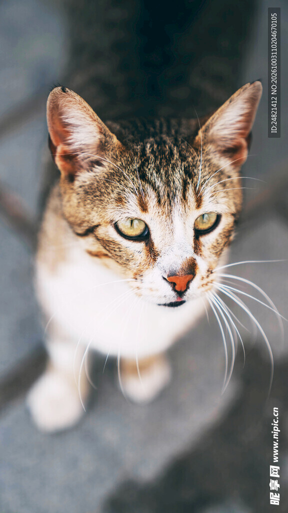 可爱狸花猫特写