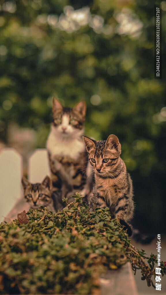 户外相伴的两只小猫