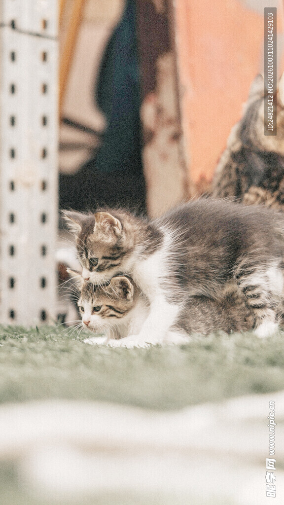 可爱虎斑小奶猫