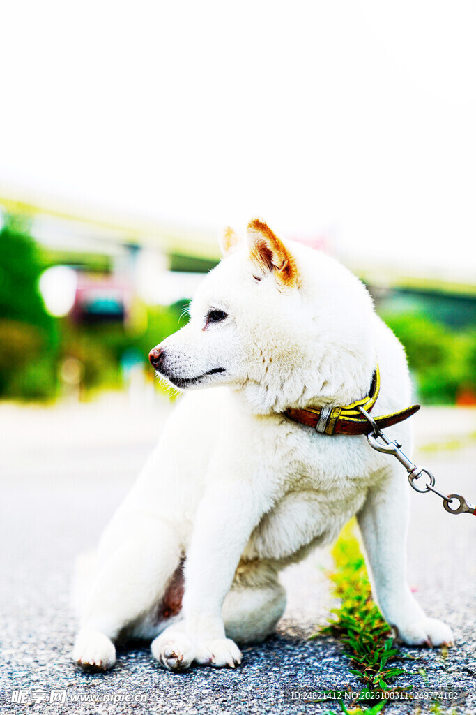 户外坐立的白色柴犬