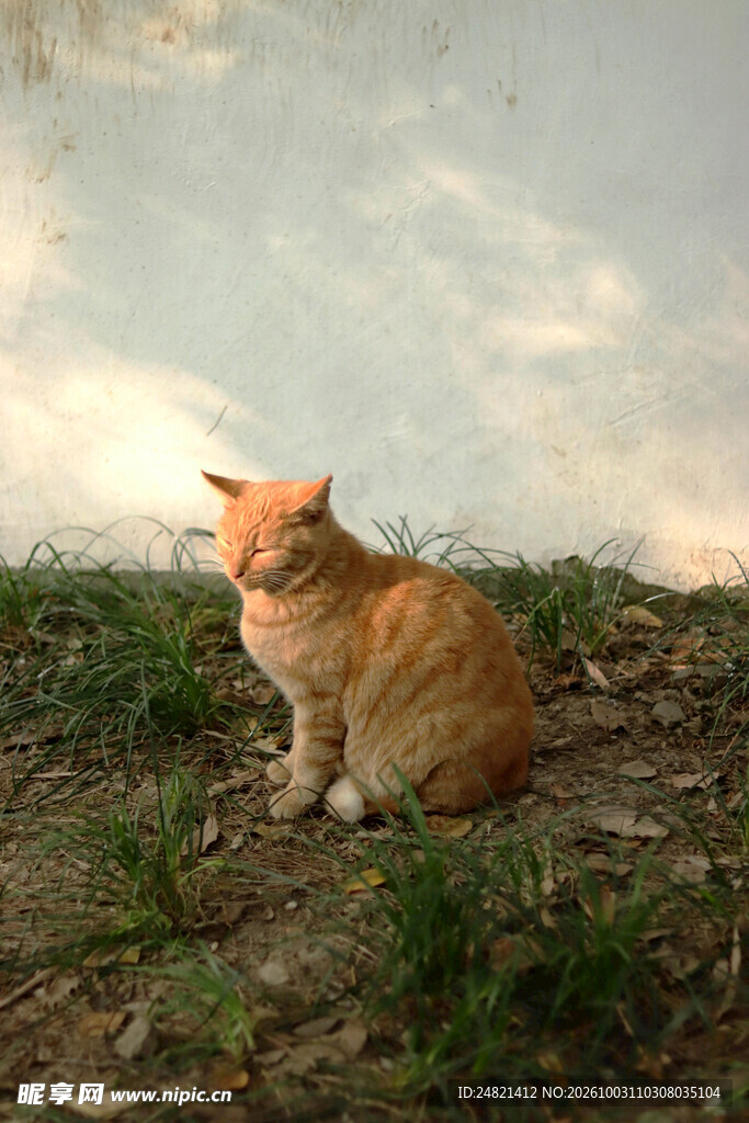 户外草地上的橘猫