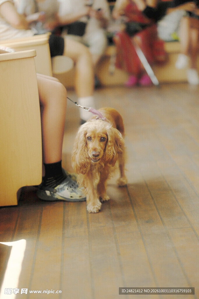 居家行走的金毛犬