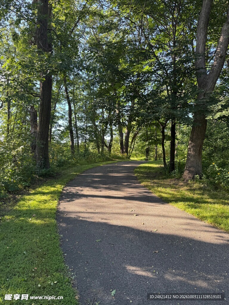 夏日林间小路风景