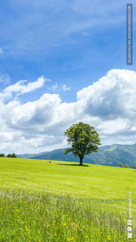 原野孤树晴空自然风光
