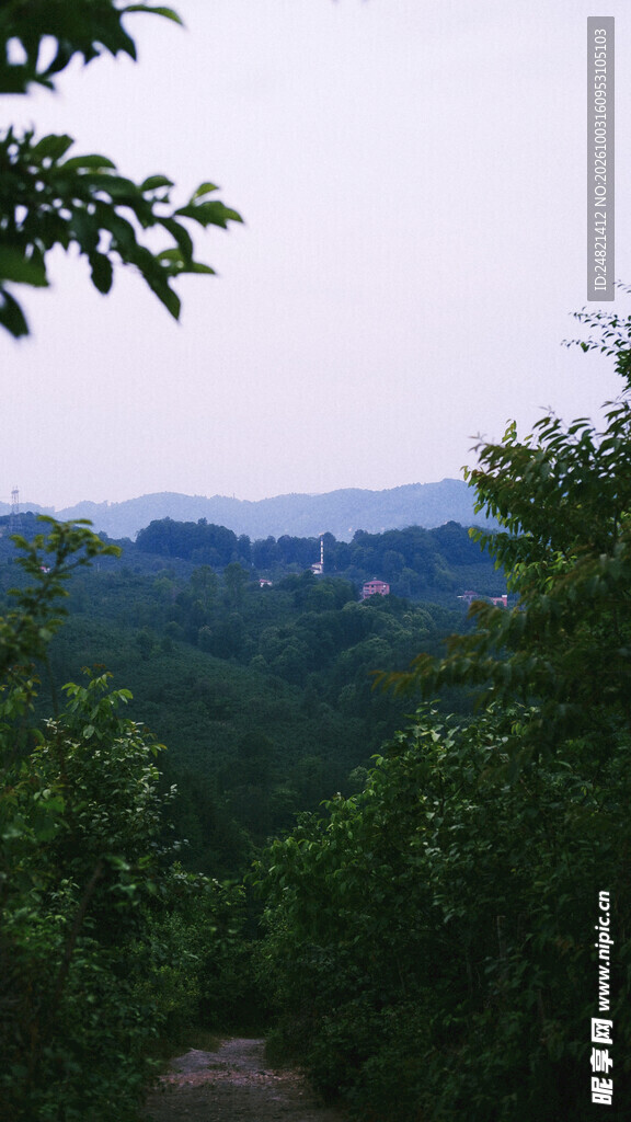 林间远眺山野风光