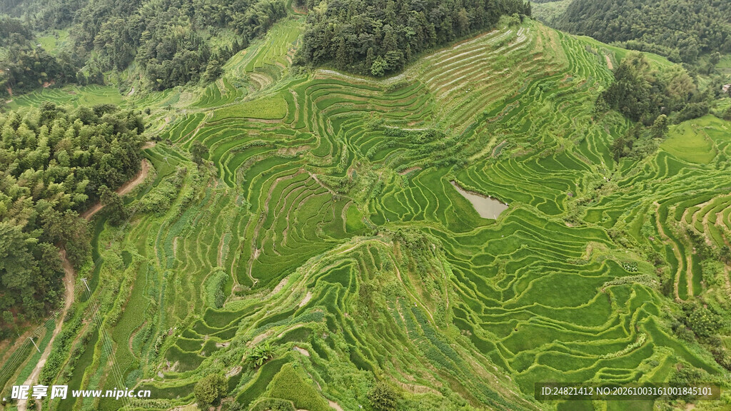 山间翠绿梯田风光