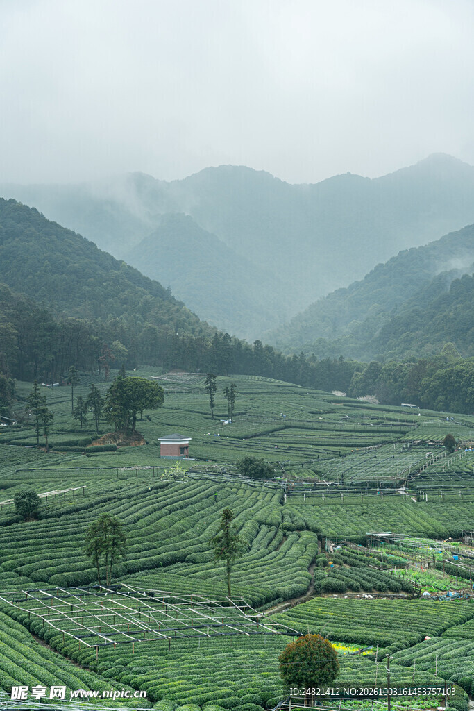 雾漫山野茶园风光