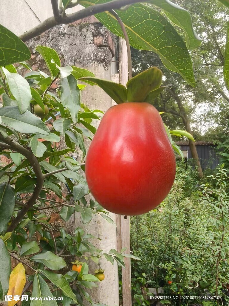 老鸦柿