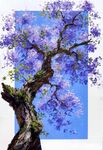 蓝花楹插画