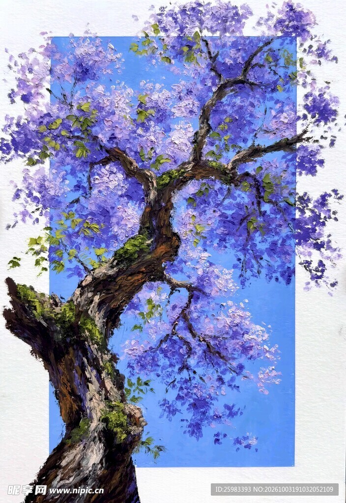 蓝花楹插画