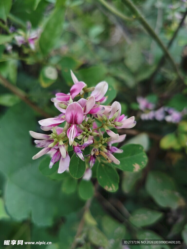 胡枝子