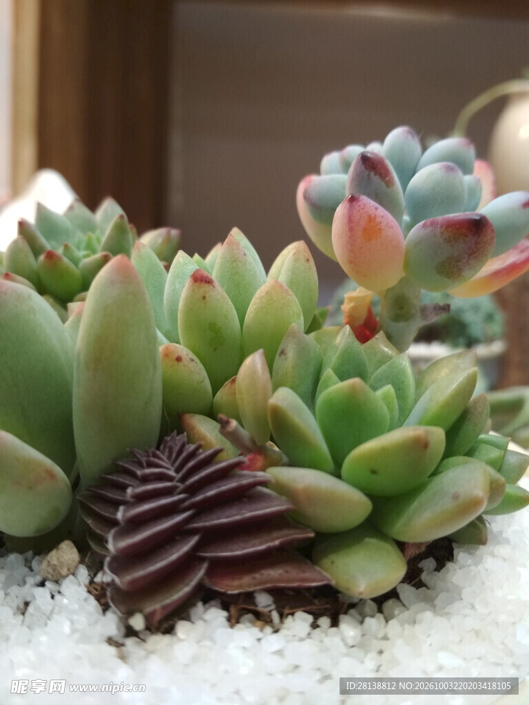 多肉植物组合盆栽