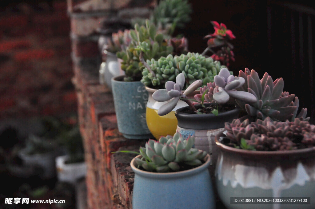 多款多肉盆栽陈列