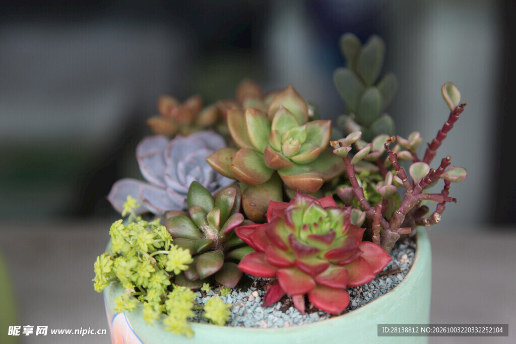 多肉植物组合盆栽