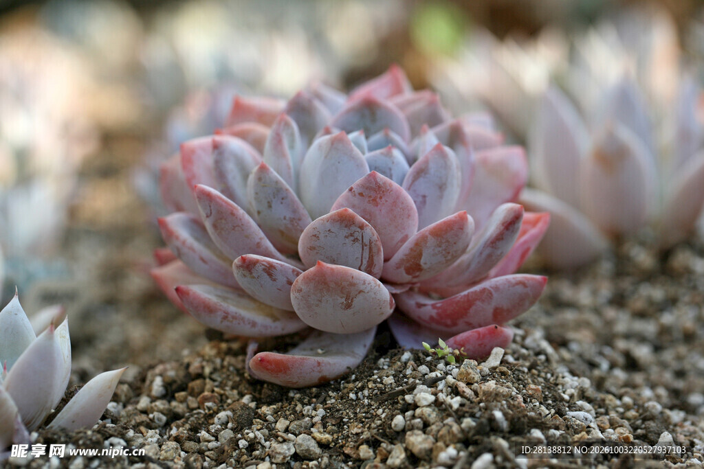 粉系多肉植物特写