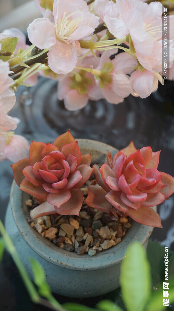 红色多肉盆栽小景