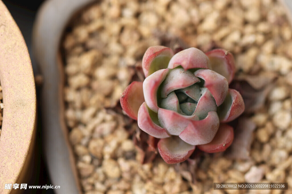 粉嫩多肉小盆栽