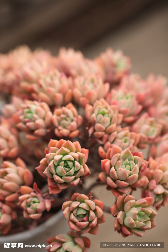 群生多肉植物特写