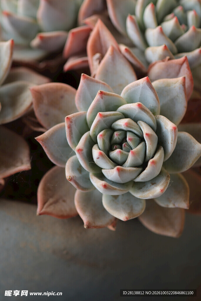 红尖多肉植物特写