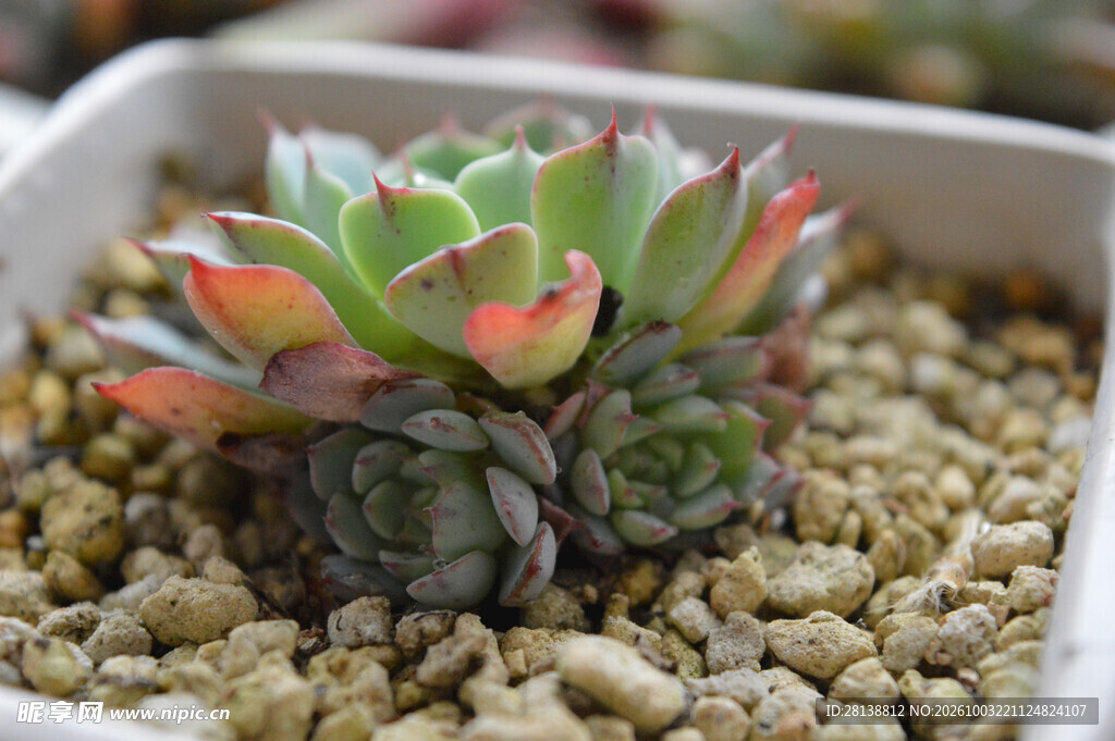 多肉植物盆栽特写