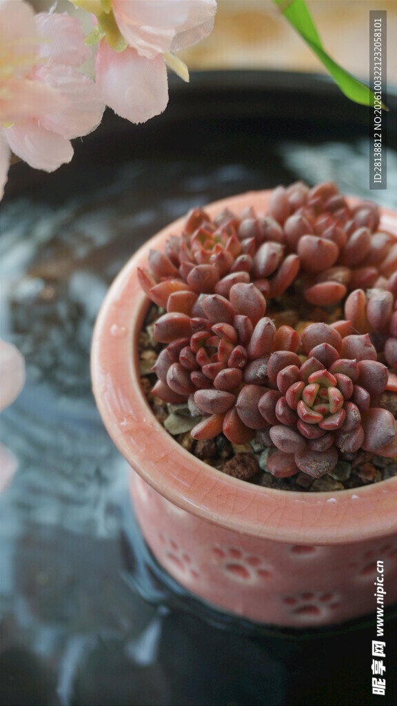 红色多肉盆栽