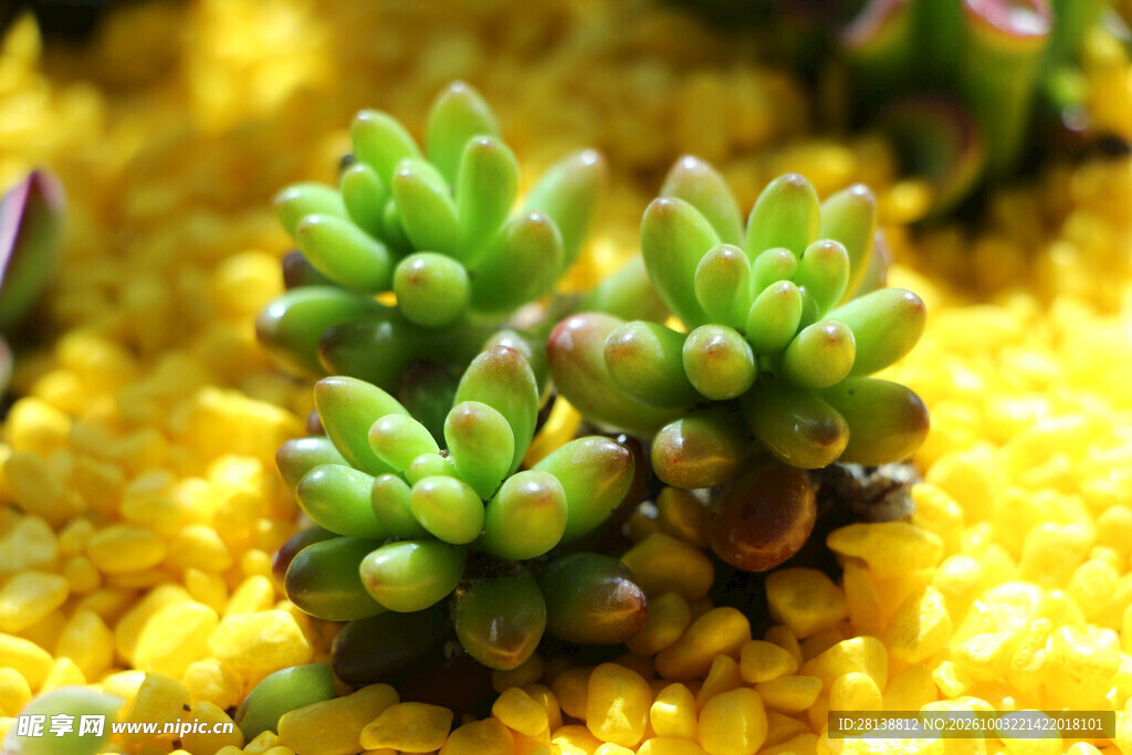 群生多肉植物特写
