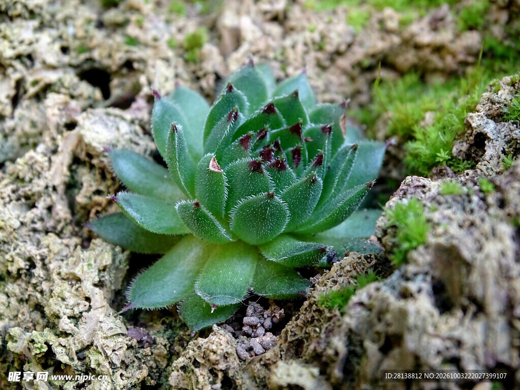 石缝中的多肉植物