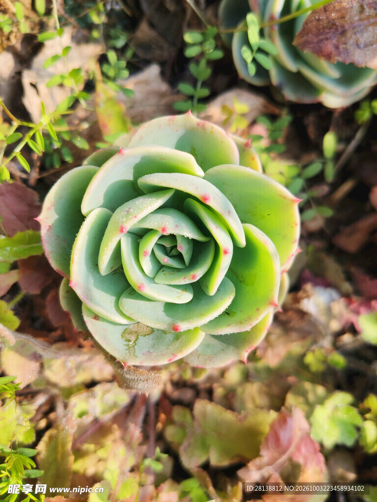 莲座多肉植物特写