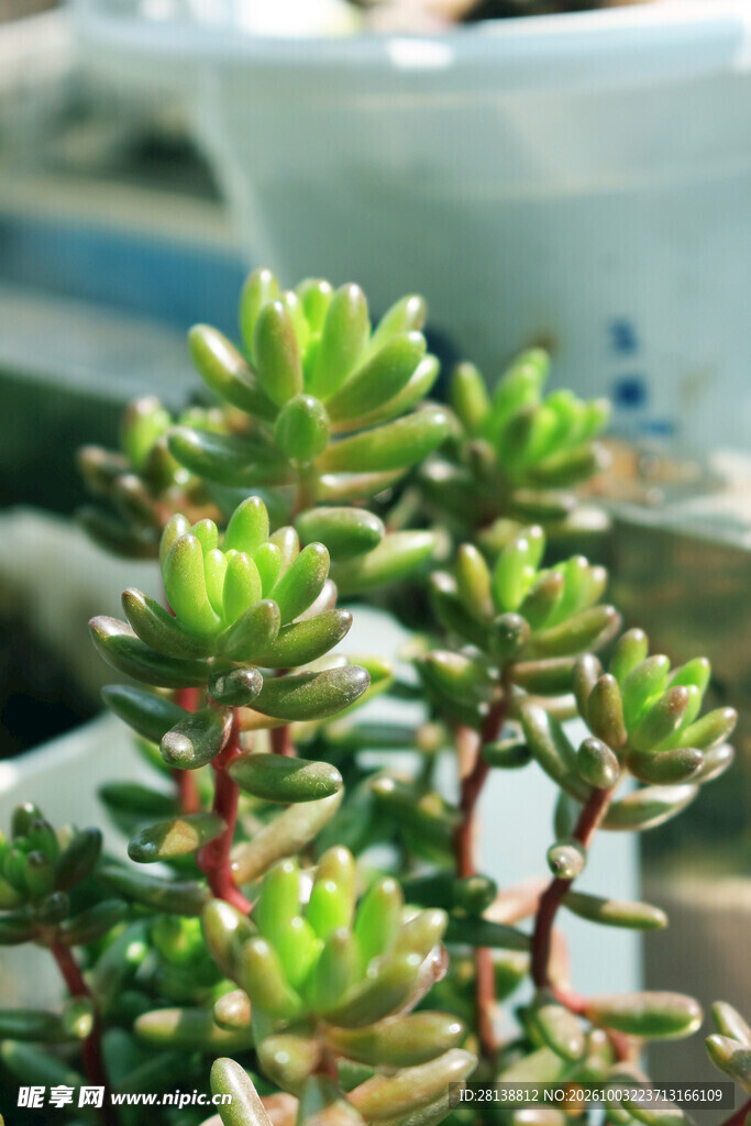 清新多肉植物特写